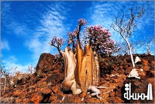 Seychelles hosts world premiere of stunning, new 3D film: Aldabra – once upon an island