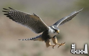 دراسة تبحث طريقة طيران الصقور لتطوير أجهزة الطيران