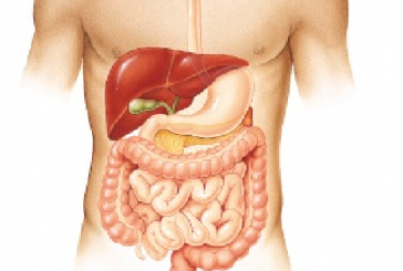 اكتشاف عضوا جديدا في الجهاز الهضمي بجسم الإنسان