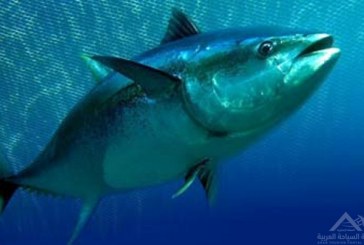 74.2 مليون ين ثمن سمكة تونة