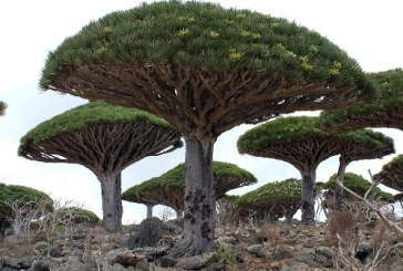 سقطرى المباركة .. قلق وجود بقلم.. ماجد التميمي