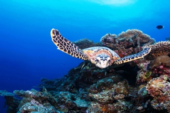 Six Senses Laamu Celebrates World Turtle Day With placement of the 100th Hawksbill turtle on the resort's marine database