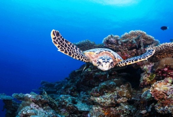 Six Senses Laamu Celebrates World Turtle Day With placement of the 100th Hawksbill turtle on the resort's marine database