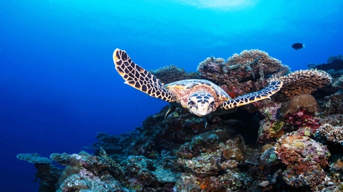 Six Senses Laamu Celebrates World Turtle Day With placement of the 100th Hawksbill turtle on the resort's marine database