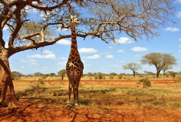 On the International Day for Biological Diversity UNWTO announces a training on tourism and biodiversity in West and Central Africa