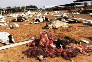 يوميات حرب اليمن : البيئة اليمنية… الهدف الذي لم يتم الإعلان عنه بعد..!!