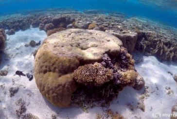 “يونسكو” ترفع الحاجز المرجاني العظيم بأستراليا من قائمة المواقع المعرضة للخطر