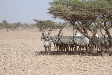 سلطنة عُمان تسعى لتنشيط قطاع السياحة بالمحميات