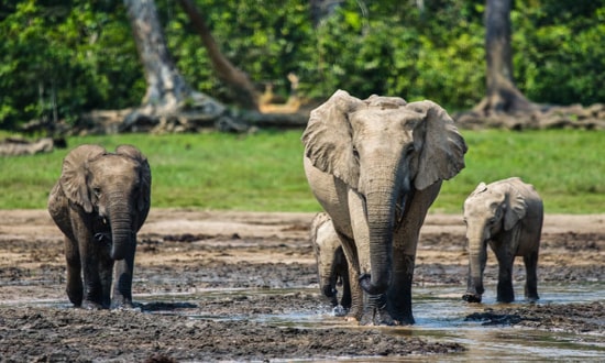 تعرفوا على أحدث طريقة للمساعدة في إنقاذ الفيلة