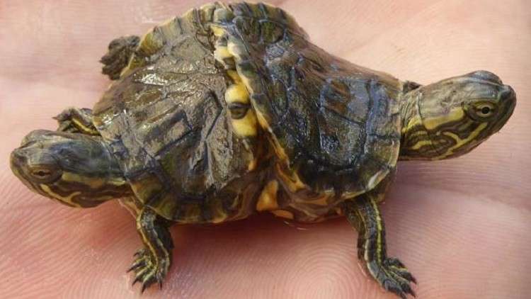 بالصور .. العثور على سلحفاة نادرة برأسين وجسمين في كوبا!