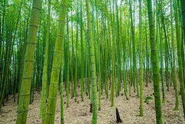 اكتشاف براعم خيزران يعود تاريخها قبل 1800 سنة في مقبرة قديمة بالصين