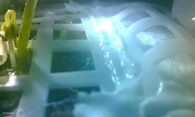 نمو أول بذرة تزرعها الصين على القمر بنجاح