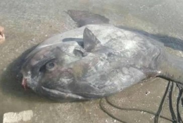 سمكة الشمس النادرة تظهر لأول مرة علي شواطىء البحر المتوسط ببورسعيد