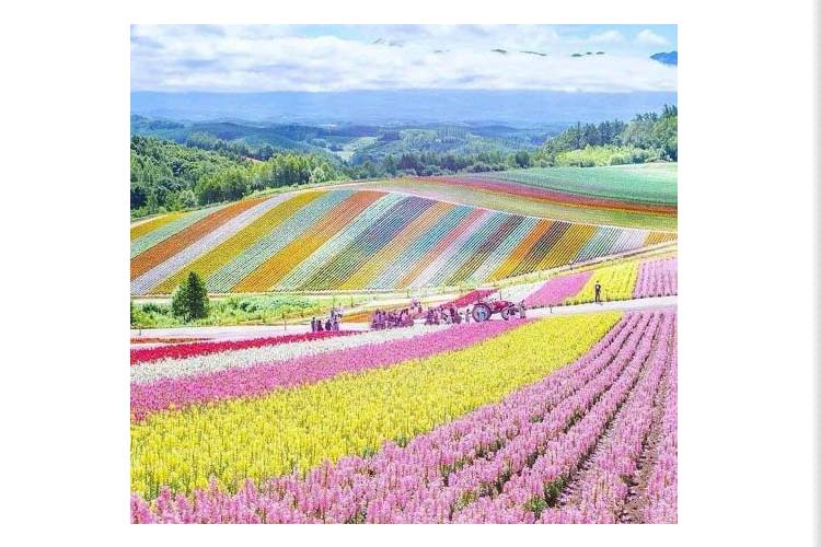 مملكة المرأة واحة للجمال بقلم. د. عبد الرحيم ريحان