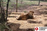 Turkish Cargo brings circus lions back to their natural habitat