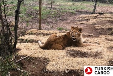 Turkish Cargo brings circus lions back to their natural habitat