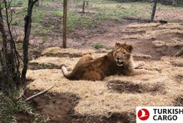 Turkish Cargo brings circus lions back to their natural habitat