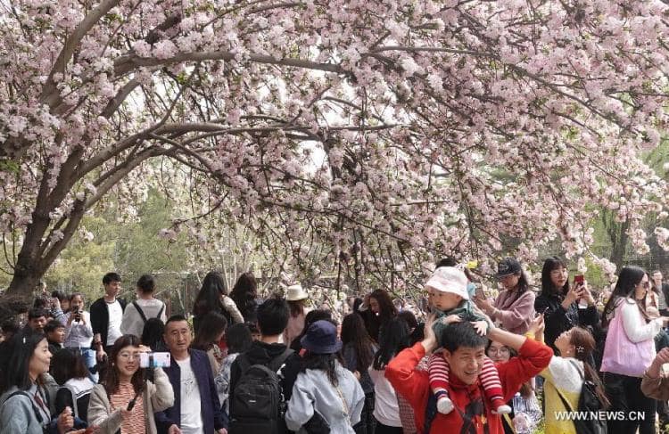 شانغهاي تستقطب عددا كبيرا من السياح خلال عطلة عيد كنس المقابر