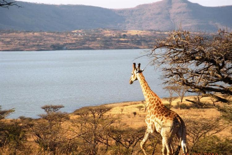 تشاينا ديلي : السياح الصينيون أكثر وعيا بحماية الحياة البرية