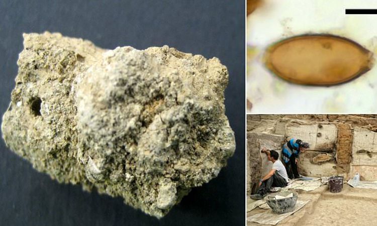 اكتشاف أقدم حالة للعدوى الطفيلية في العالم بقرية بتركيا !