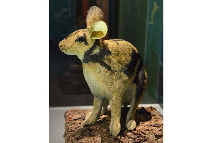 حفرية عمرها 6.2 مليون عام تكشف عن أصل الأرانب السومطرية المخططة