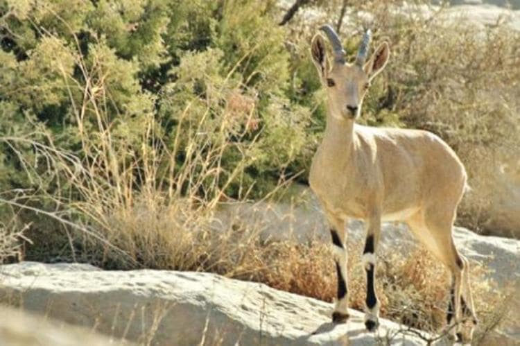 محمية ضانا تشهد حركة سياحية نشطة خلال عطلة عيد الأضحى