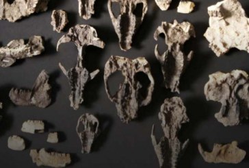 حفريات من عصر ما بعد الديناصورات تظهر تطور الثدييات