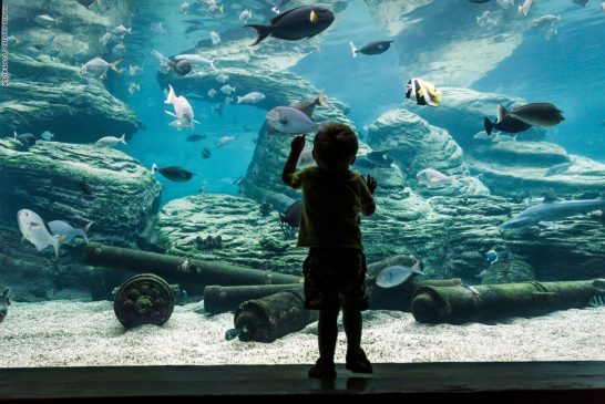 تعرف علي : أكبر اكواريوم للأسماك النادرة في العالم بقلب مطار جدة الملك عبدالعزيز الجديد