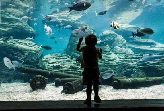 تعرف علي : أكبر اكواريوم للأسماك النادرة في العالم بقلب مطار جدة الملك عبدالعزيز الجديد